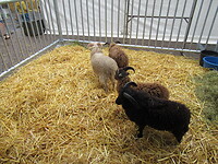 Ook wat beesten