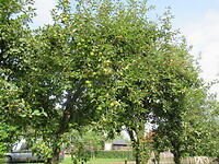 Veel appels aan deze bomen