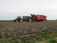 Aardappels rooien