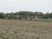 Zwarte Haan