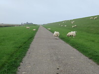 Veel schapen op de dijk en op het fietspad