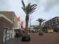 Palmbomen in Friesland?