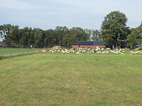 Ook hier schapen, het lijkt er op dat deze geen last van de blauwtong hebben