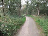 Ook stukjes bos