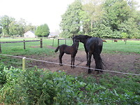 Black Beauty met dochter?