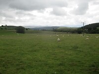Veel schapen in de wei