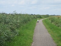 Wel een ooievaar