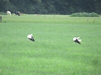 Veel ooievaars hier in de buurt