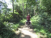 Veel bossen