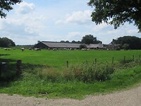 Veel koeien in deze streek