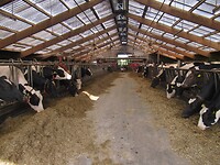 De koeien staan weer op stal