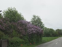 Veel seringen