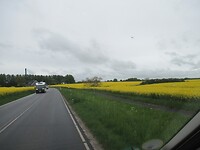 Ook veel koolzaad