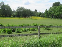 Veel paarden hier in de buurt