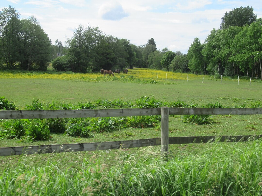 Veel paarden hier in de buurt