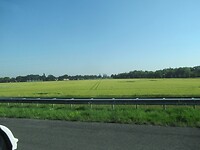 Het Nederlandse graan