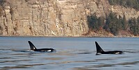 Prince of Whales Whale Watching - Vancouver - 2022-10-15-16-38-58-370-7mxwo