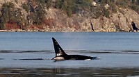Prince of Whales Whale Watching - Vancouver - 2022-10-15-16-40-41-600-7mxww