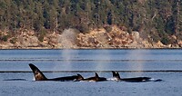 Prince of Whales Whale Watching - Vancouver - 2022-10-15-16-45-34-620-7mxwr