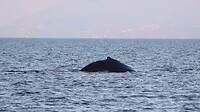 Prince of Whales Whale Watching - Vancouver - 2022-10-15-18-43-53-200-7mxwg