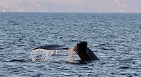 Prince of Whales Whale Watching - Vancouver - 2022-10-15-18-43-56-320-7mxwj