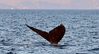 Prince of Whales Whale Watching - Vancouver - 2022-10-15-18-43-57-110-7mxwd