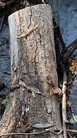 IMG_4794
