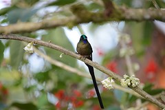 Kolibrie, violet-tailed sylph