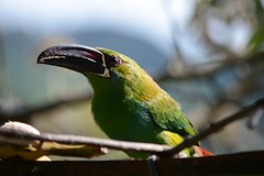 Crimson-rumped toucanet