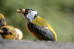 Toucan barbet