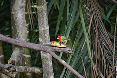 Red-headed barbet, male