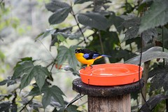 Blue-winged mountain tanager