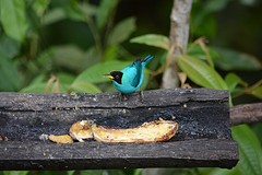 Green Honeycreeper