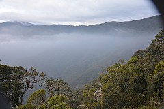 Het Podocarpus park boven de wolken