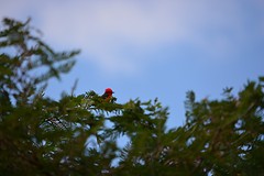 DSC_4033