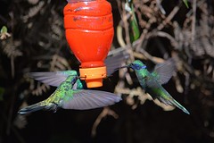 Druk bij de feeder