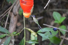 The Marvellous Spatuletail kolibrie