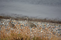 Elegant crested tinamou