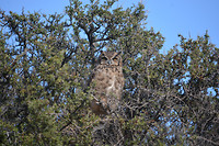 Great Horned Owl