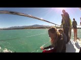 Zwemmen met wildlife dolfijnen @ kaikoura | Nieuw Zeeland