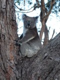 Onze koala 'Jopie'