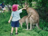 Multitaskende kangaroos