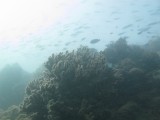 Great Barrier Reef onderwater