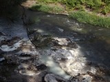 Whakarewarewa forest