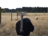 Struisvogel en schaap