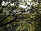 Botanische tuin 2