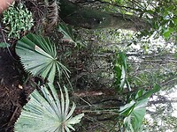 05. Daintree Rainforest