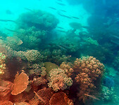 19. Reef 3