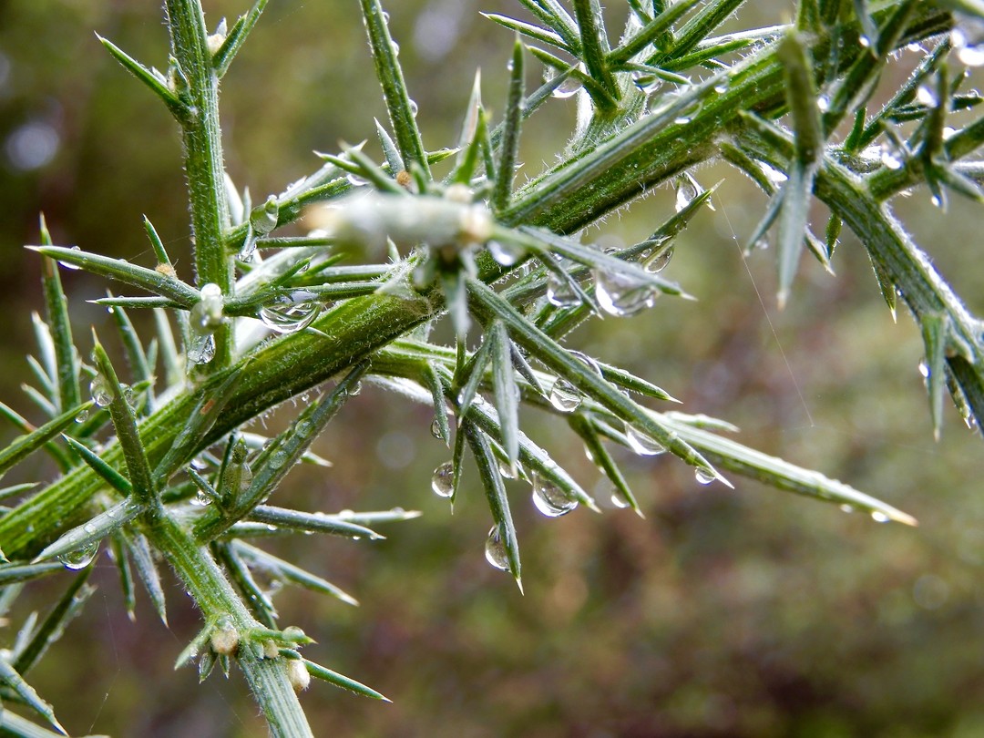 Rain