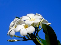Mooie bloemen